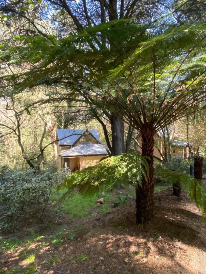 Lochiel Luxury Accommodation Olinda Exteriér fotografie